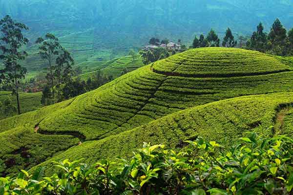 Nuwara Eliya spirituális utazás Srí Lanka