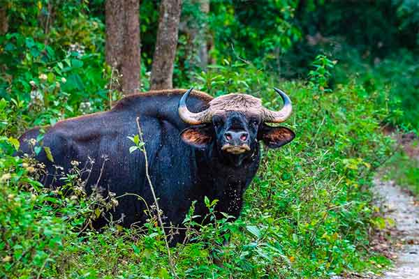 Chitwan Nemzeti Park, Nepál